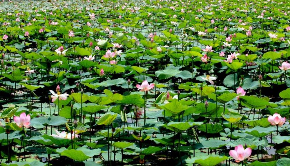 Đồng sen Tháp Mười bát ngát