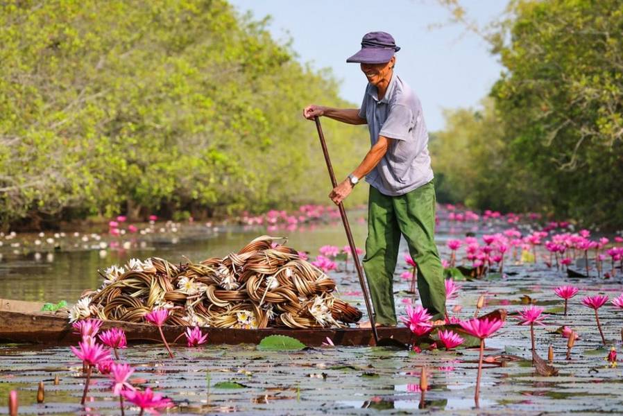 Thu hoạch hoa súng