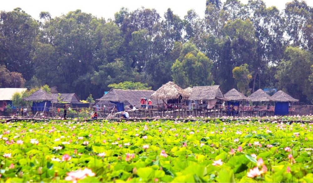 Đồng sen Tháp Mười bình yên