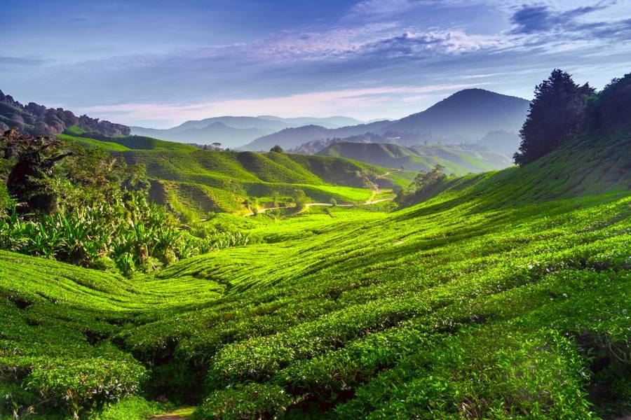 Tea Plantation - Cameron Highlands