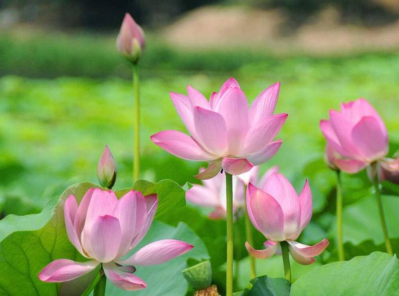 Hoa sen - biểu tượng của Đồng Tháp