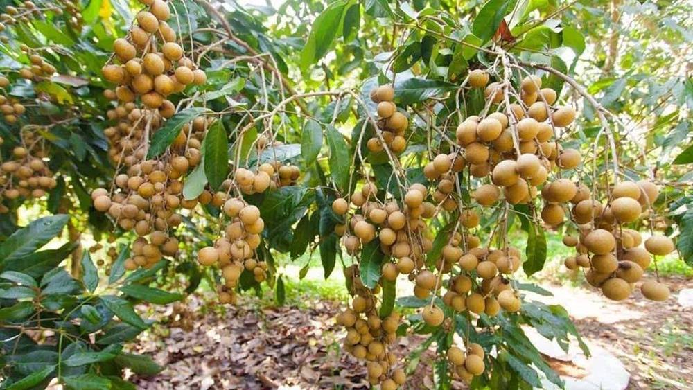 Vườn nhãn