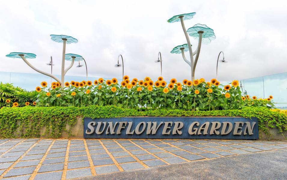 Sunflower Garden - Changi Transit