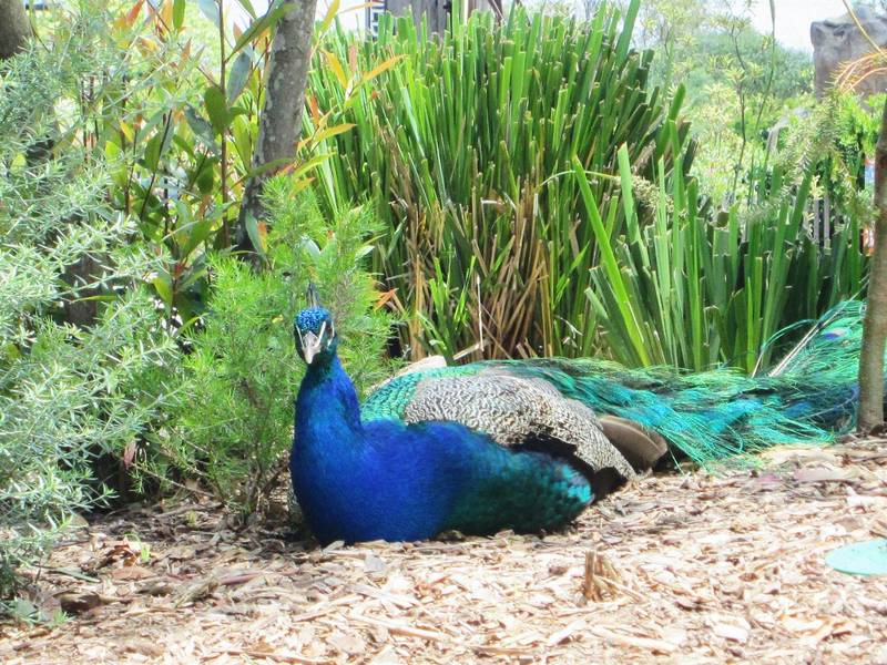 vườn thú Taronga Sydney