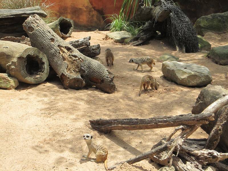 vườn thú Taronga Sydney