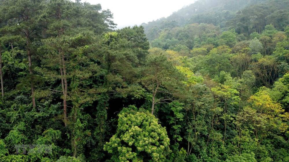 Thực vật ở vườn quốc gia Tam Đảo