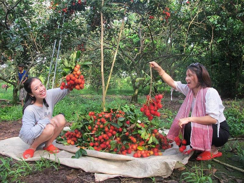 vườn trái cây Chợ Lách