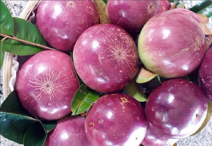 vườn trái cây Chợ Lách