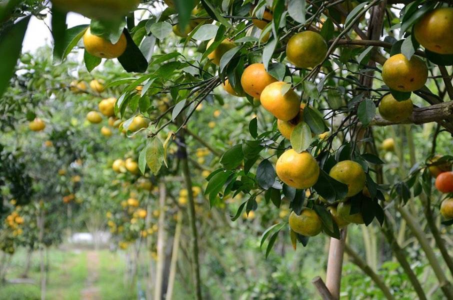 vườn trái cây Chợ Lách