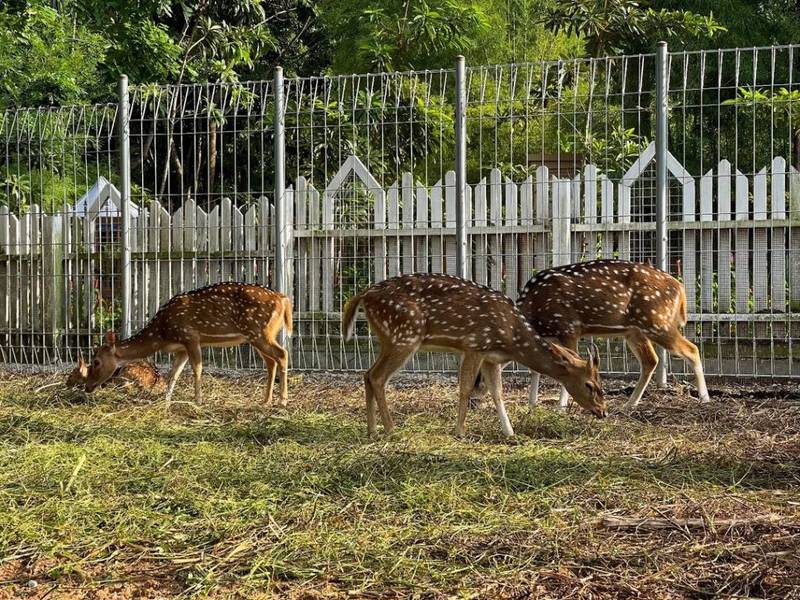 Panbil Nature Reserve - Things to do in Batam