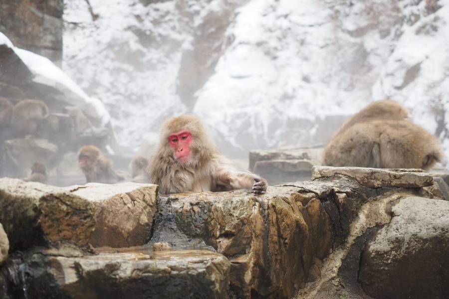 Snow Monkey Park