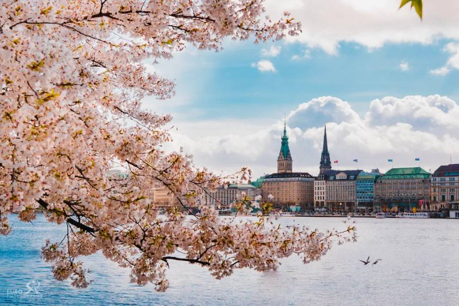 Thiên đường hoa anh đào tại cảng Hamburg vào mùa xuân @Gody.vn
