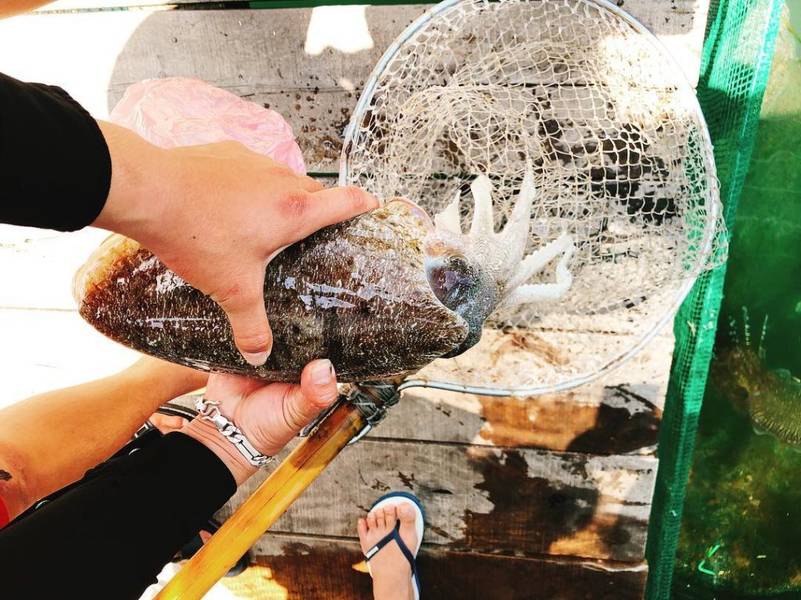 hải sản tươi tại Hòn Miễu