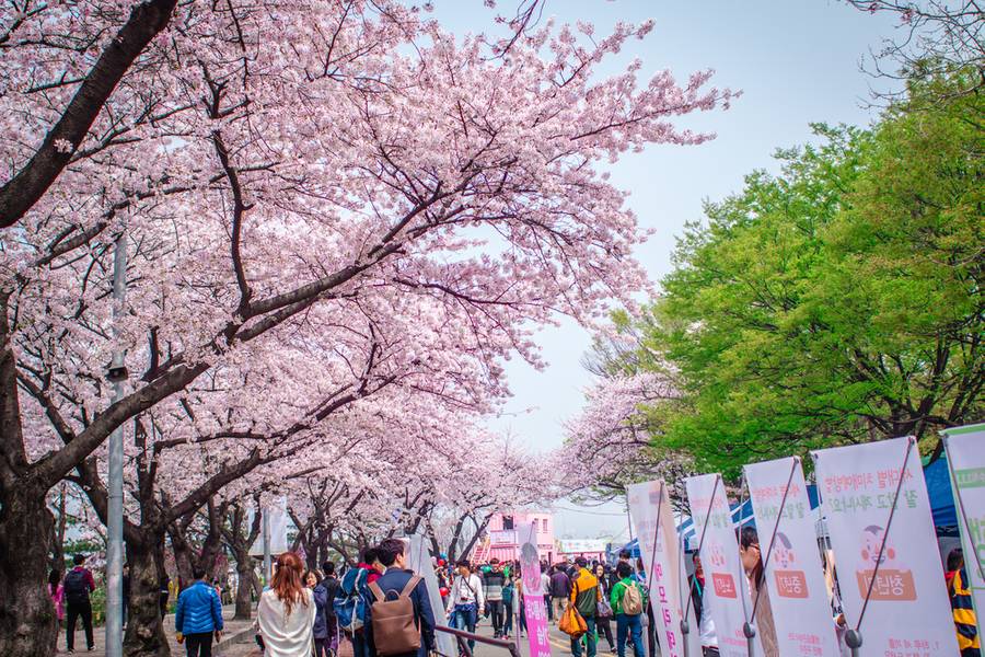 Yeouido Spring Flower Festival (Yeongdeungpo Yeouido Park)