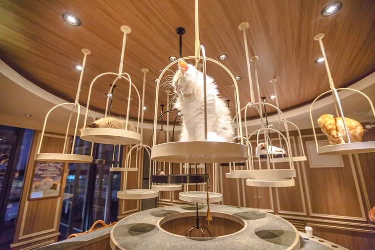 best cat cafe in osaka