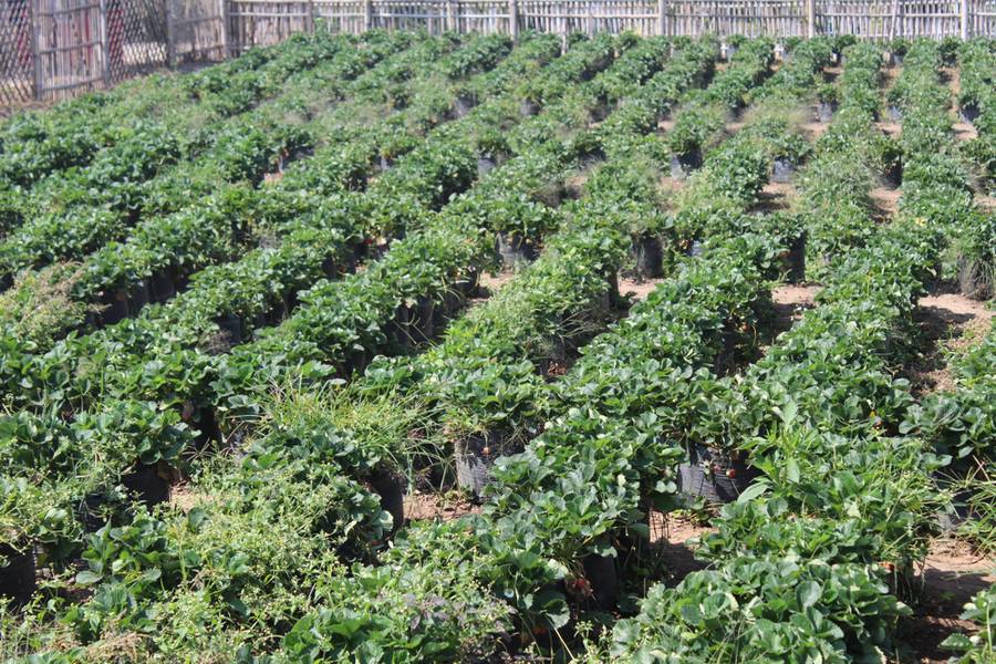 Kebun Strawberry Malang