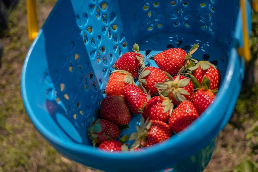 Berwisata di Kebun Strawberry Malang