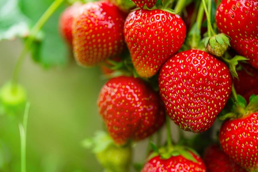 Kebun Strawberry Malang