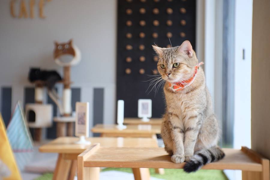 cafe pet friendly bandung