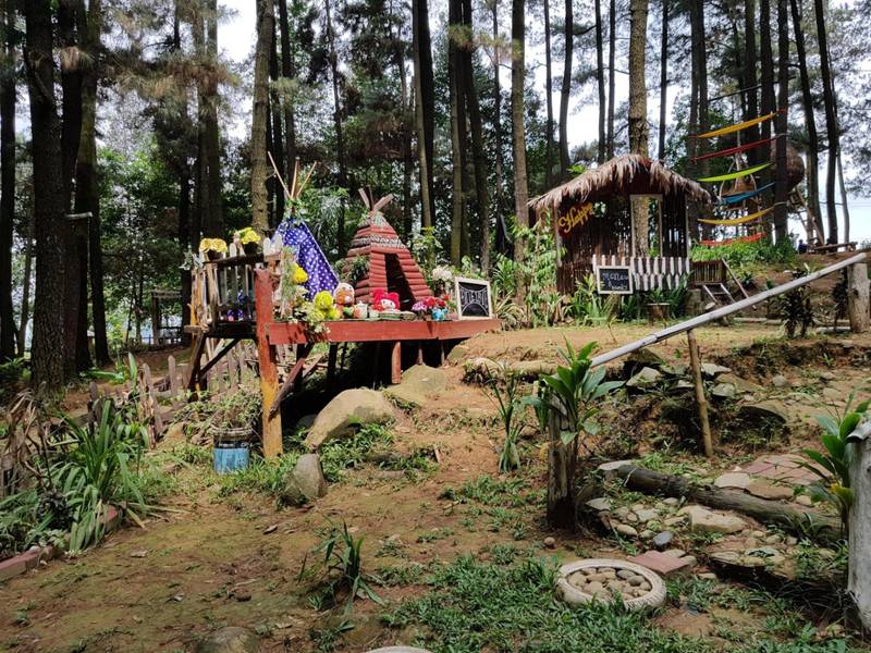 Hutan Pinus Bogor 