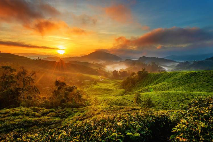 Sunrise view of tea plantation landscape at Cameron Highland, Malaysia.