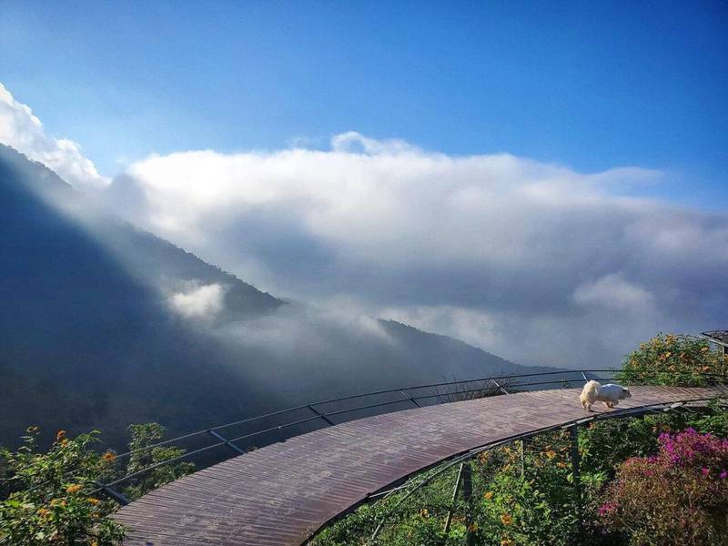 cầu mây Tam Đảo