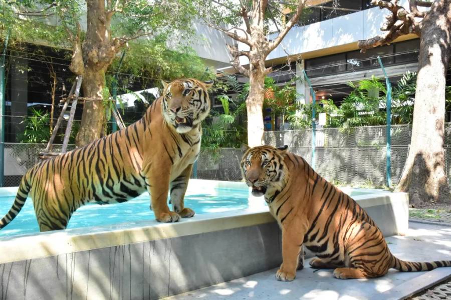 2 chú hổ tại Tiger Park Pattaya