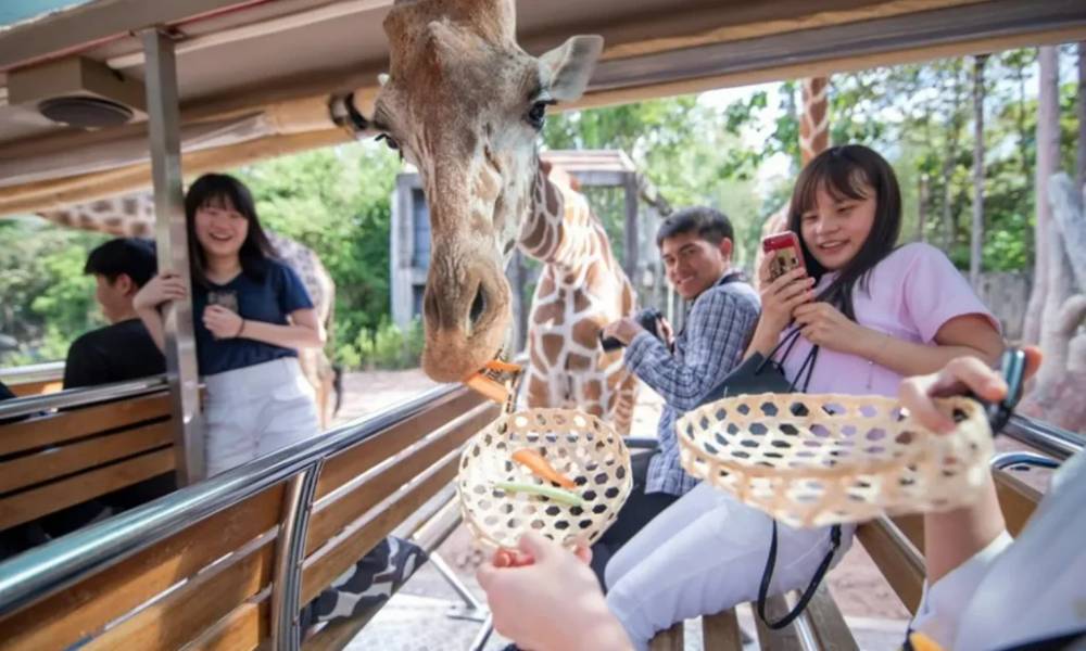 Hươu cao cổ trong Day Safari