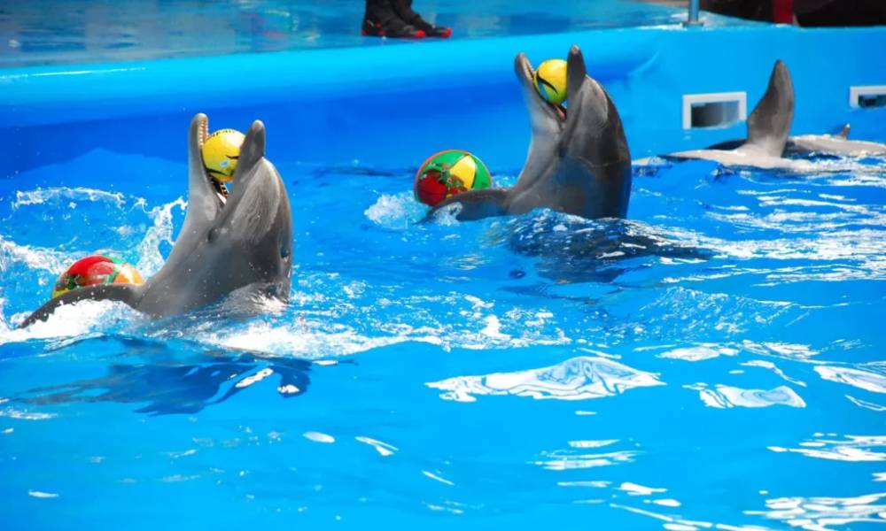 Cá heo tại Dolphin Bay Phuket
