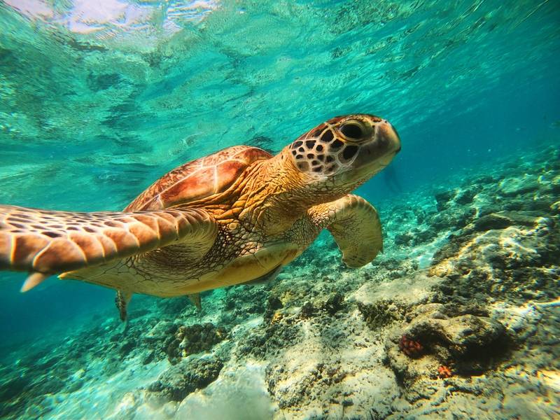 Turtles in the sea Gili Trawangan Lombok island