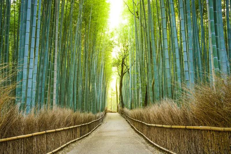Bamboo Forest of Sagano