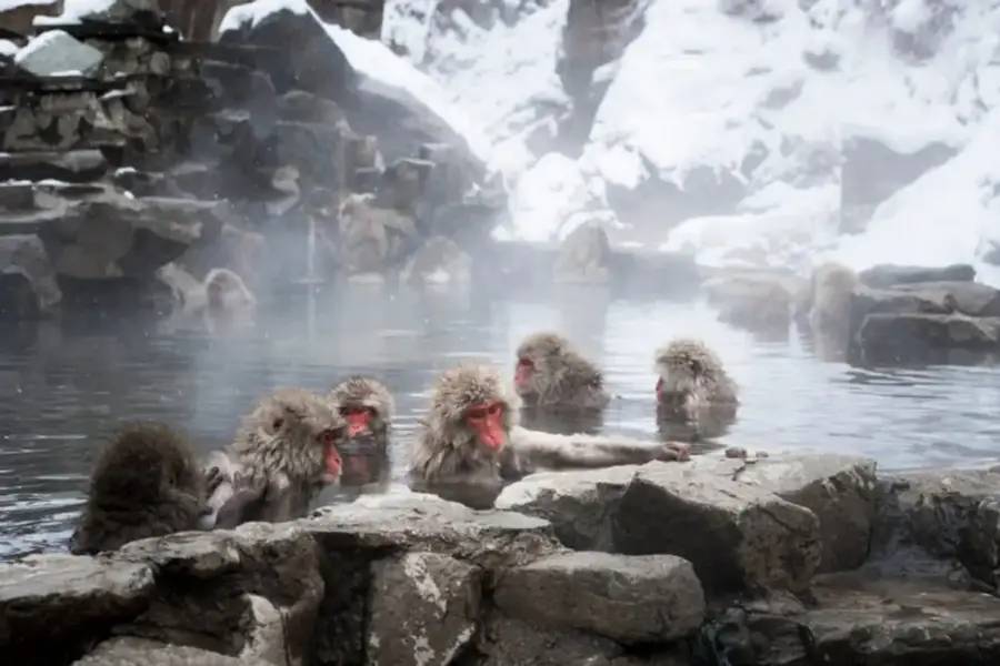 Jigokudani Monkey Park