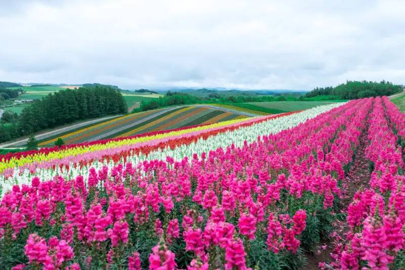 Tomita Farm