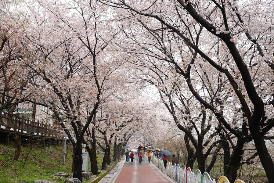Gyeongsangnam-do - địa điểm ngắm hoa anh đào tuyệt đẹp ở Hàn Quốc 