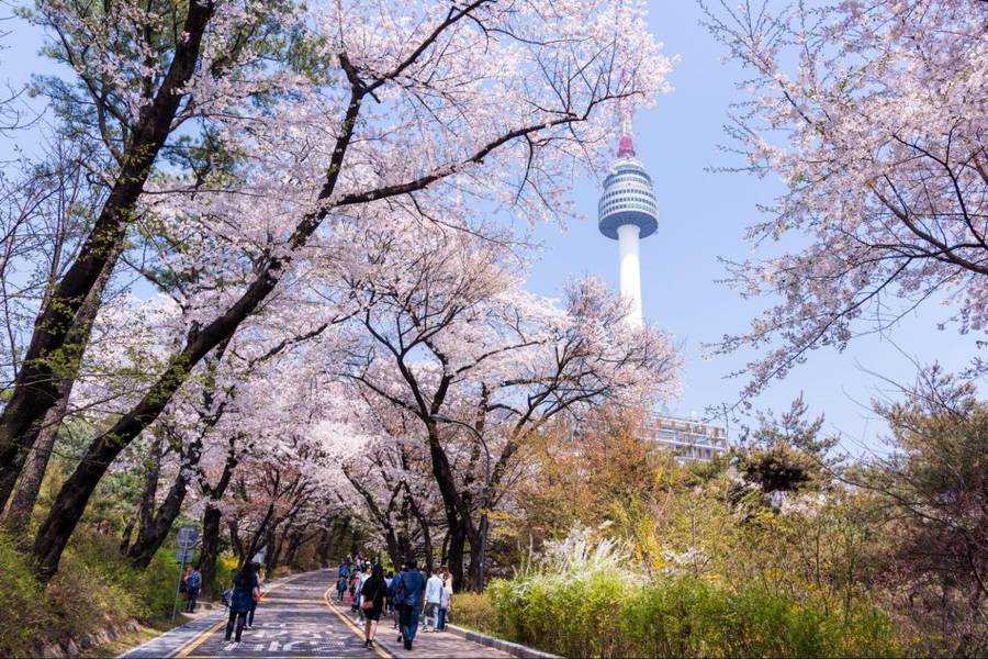 Tháp Namsan bừng sáng với sắc hồng của hoa anh đào | Mùa hoa anh đào Hàn Quốc