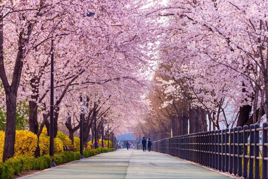 Chiêm ngưỡng mùa hoa anh đào Hàn Quốc ở Công viên Jinhae, tỉnh Gyeongsangnam-do | Mùa hoa anh đào Hàn Quốc
