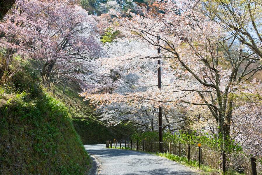 Hoa anh đào ở khu vực Shimosenbon trên núi Yoshino, Nara | Mùa hoa anh đào Nhật Bản