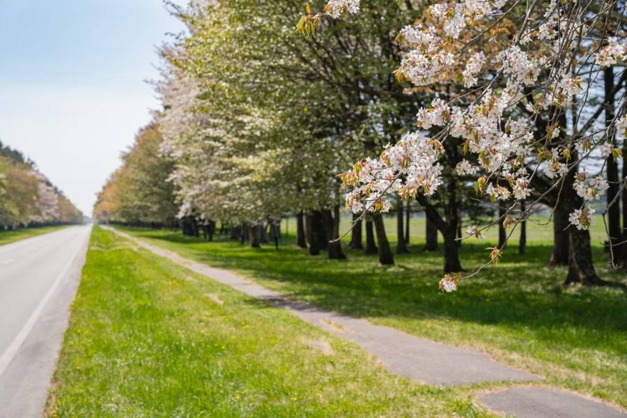 Vào những ngày đầy nắng, mùa hoa anh đào nở rộ cả tuyến đường Nijukken, Hokkaido | Mùa hoa anh đào Nhật Bản
