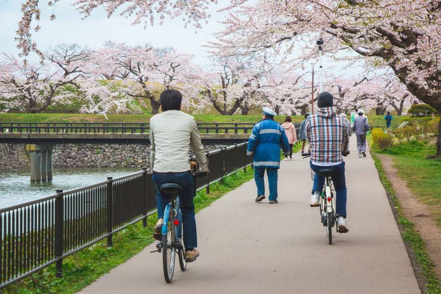 Mọi người đạp xe trong công viên có nhiều hoa anh đào tuyệt đẹp ở Hakodate. | Mùa hoa anh đào Nhật Bản