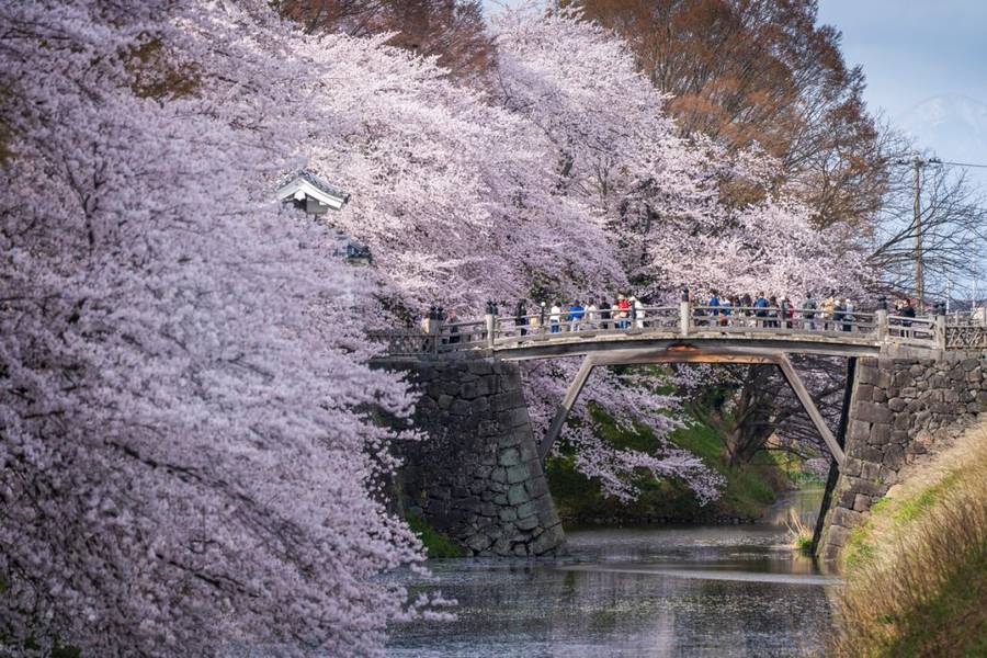 Cảnh hoa anh đào nở rộ bên cây cầu đá cổ ở công viên Kajo, tỉnh Yamagata. | Mùa hoa anh đào Nhật Bản