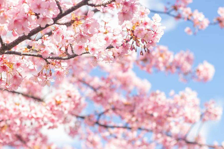 Những đóa hoa anh đào màu hồng xinh đẹp trên nền trời xanh tại Tokyo | Mùa hoa anh đào Nhật Bản