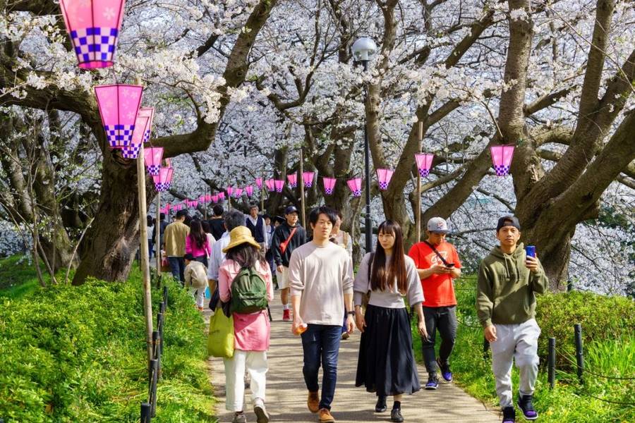Những cây hoa anh đào Yoshino nở rộ, xen kẽ với những bông hoa cải dầu vàng. | Mùa hoa anh đào Nhật Bản