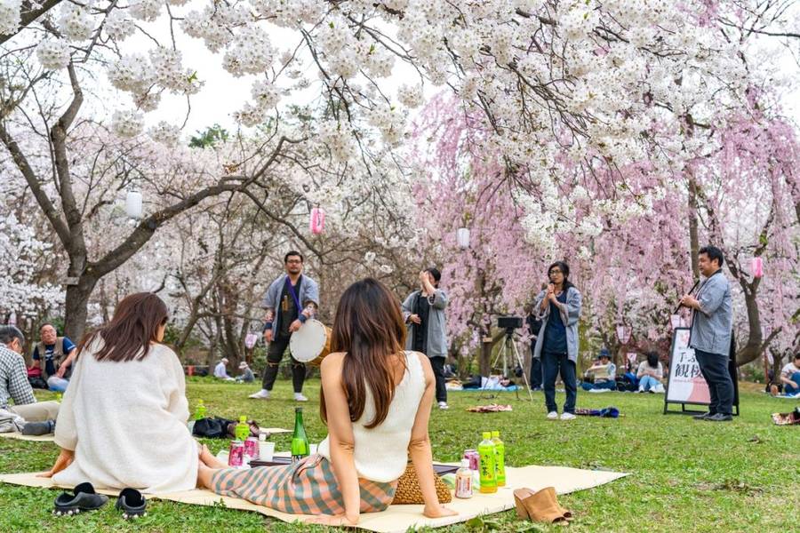 Người Nhật thường tổ chức đang ăn mừng Hanami (ngắm hoa) cùng gia đình và bạn bè. | Mùa hoa anh đào Nhật Bản