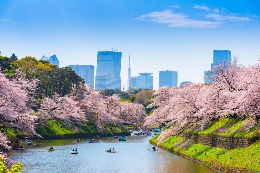 Công viên Chidorigafuchi là điểm ngắm hoa anh đào phổ biến cho du khách tại Tokyo. | Mùa hoa anh đào Nhật Bản