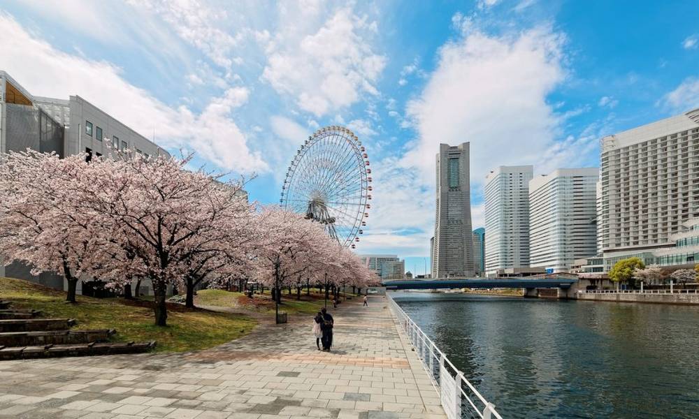 Phong cảnh mùa xuân của khu vực Vịnh Yokohama Minatomirai với những cây hoa anh đào tuyệt đẹp dọc theo lối đi dạo | Mùa hoa anh đào Nhật Bản
