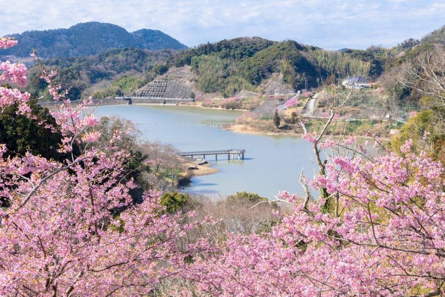 Hoa anh đào ở Công viên nước hồ đập Sakuma, Kyonan-cho, tỉnh Chiba | Mùa hoa anh đào Nhật Bản