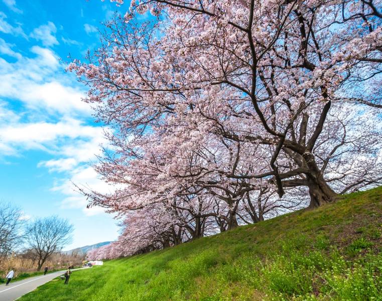 Những cây anh đào lớn nở rộ một cách hùng vĩ trên nền trời xanh mây trắng ở Yodogawa, Kyoto. | Mùa hoa anh đào Nhật Bản