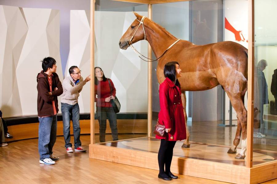 Chú ngựa Phar Lap được trưng bày tại Melbourne Museum - Một trong các biểu tượng nổi tiếng nhất bảo tàng