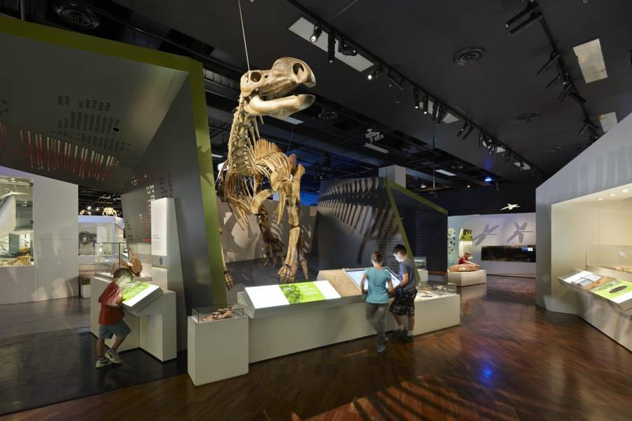 Bộ xương khủng long Muttaburrasaurus - Loài khủng long ăn cỏ được trưng bày tại bảo tàng Melbourne I Melbourne Museum