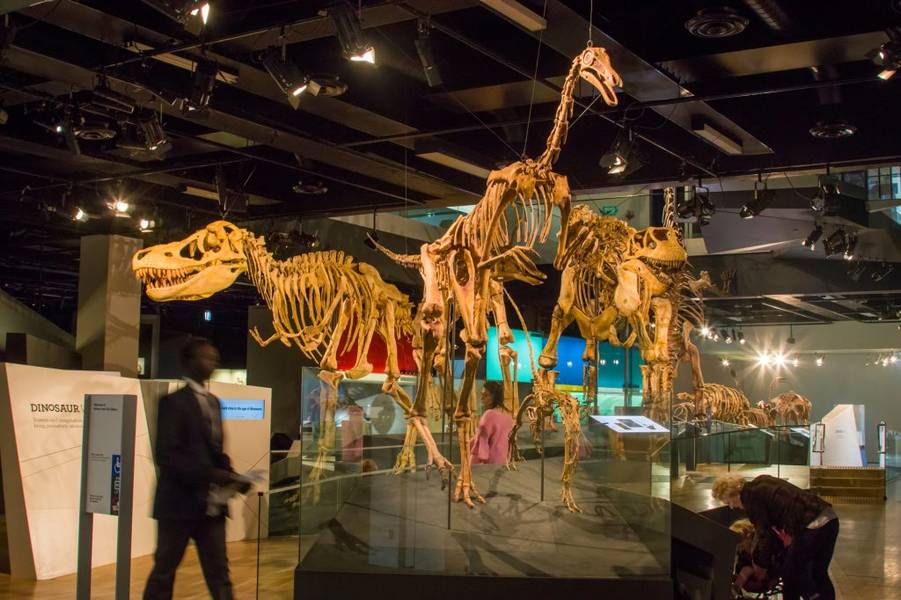 Không gian bên trong bảo tàng Melbourne nổi tiếng với hóa thạch khủng long phong phú I Melbourne Museum